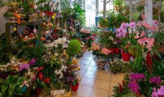 花店一般卖什么花 花店里有哪些花